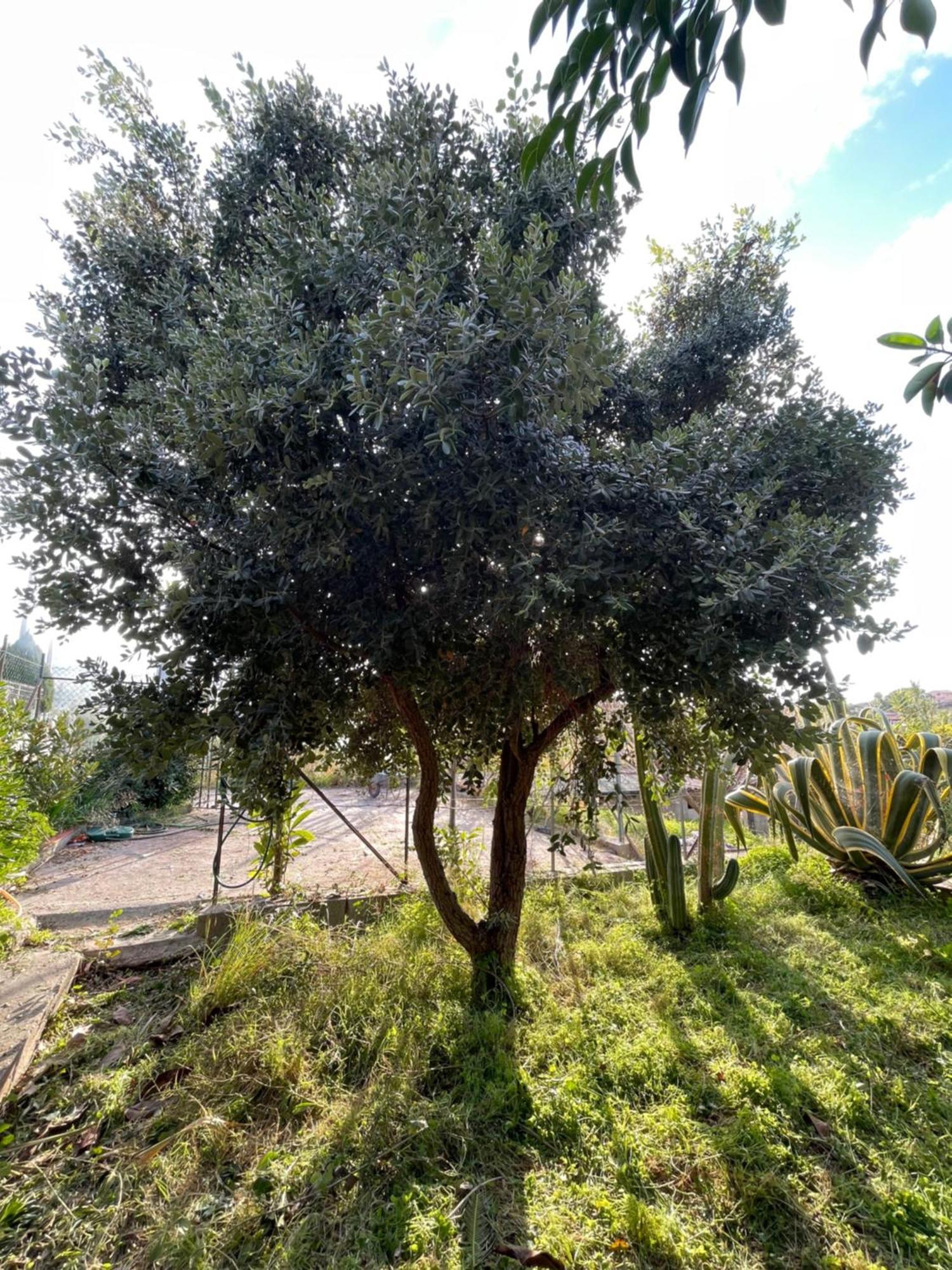Villa Vittoria Trappeto  Exterior foto